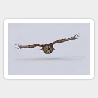 Great Gray Owl in Flight - Ottawa, Ontario Sticker